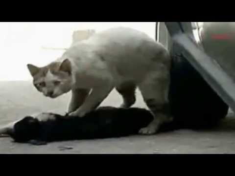 Wideo: Spożycie Kału I Ciał Obcych U Kotów