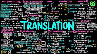 Translation | Molecular Biology 07 | Biology & Biochem | PP Notes | Lehninger 6E Ch. 27.1 & 27.2