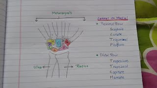 Learn Anatomy of Carpal Bones with easy to remember Mnemonics