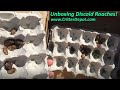 Unboxing Discoid Roaches - The Critter Depot