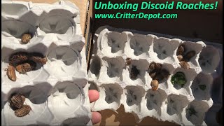 Unboxing Discoid Roaches - The Critter Depot