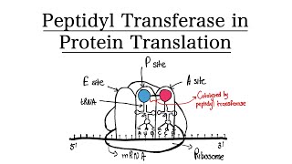 Peptidyl Transferase in Protein Translation? | MCAT BIOCHEMISTRY