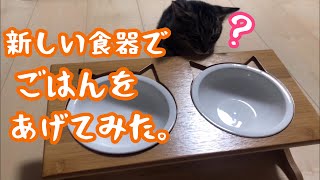 猫用の食器を見つけたので買いました。