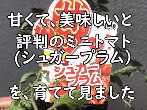 プラムトマトの真実！生食できないって本当？3つの誤解と育て方