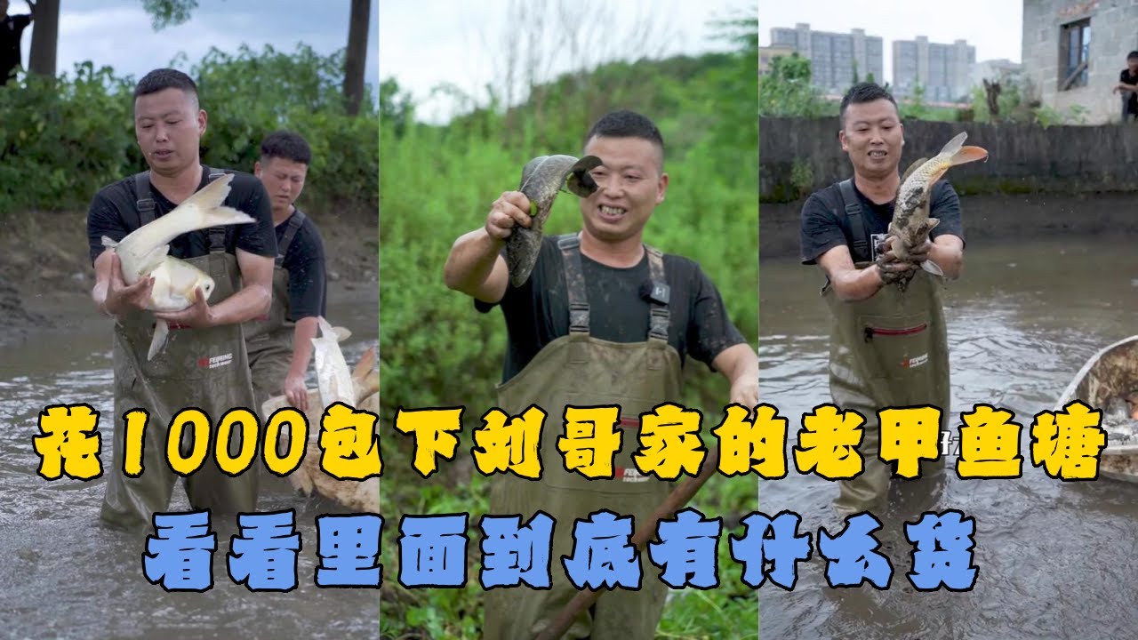 花1000元包下刘哥家的老甲鱼塘，看看里面到底有什么货？#户外抓鱼 #户外捕鱼 #小飞哥抓鱼 #乡村生活 #农村生活