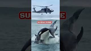 ASTAGAAA!!! PAUS ORCA VS LUMBA-LUMBA ● Kids BOBOCA #shortvideo #feedshorts #animals #edit