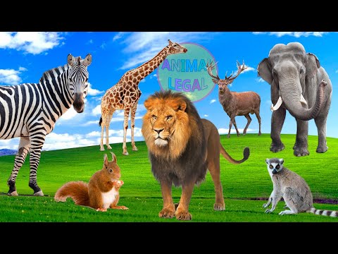 တောရိုင်းတိရစ္ဆာန်အသံ - ခြင်္သေ့၊ ဆင်၊ မျောက်၊ သစ်ကုလားအုတ်၊ ပန်ဒါ - တိရစ္ဆာန်အမည်များ