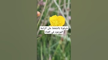 القرآن الكريم بصوت جميل #لايك #قرآن #الحياه #اكسبلور #قران_كريم #ناصر_القطامي #المصحف #quran #ترند