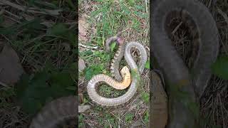 Hognose snake playing dead GLOSSY PHOTO PRINT 3100