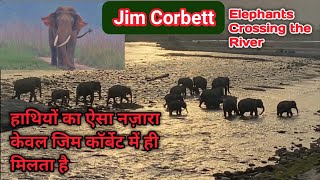 Elephants herd Crossings Ramganga at Sambhar Road in Jim Corbett National Park