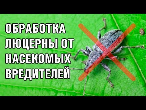 Видео: Вреден бъг от люцерна