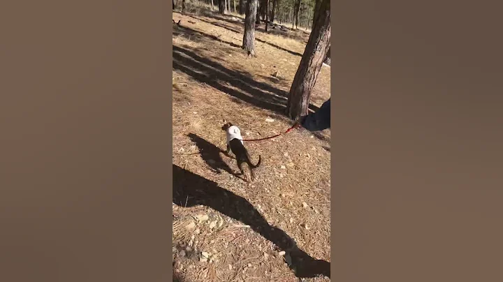 Watch the video about Bengal Cat Exploring 🌎 #bengalcat #bengallove #cat #adventurecat #travelcat #leashtraining #cats