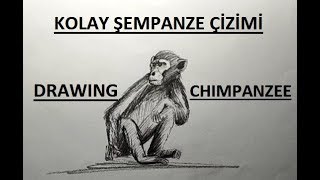 Şempanze Çizimi / Kolay Şempanze maymun Çizimi / Maymun Çizimi