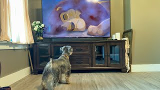 Schnauzer Gets Emotional During Lion King Movie Scene
