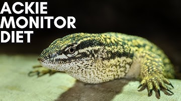 Ackie Monitor Diet to keep your pet healthy!