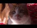 あーにゃんの父猫　この子だと思うのです
