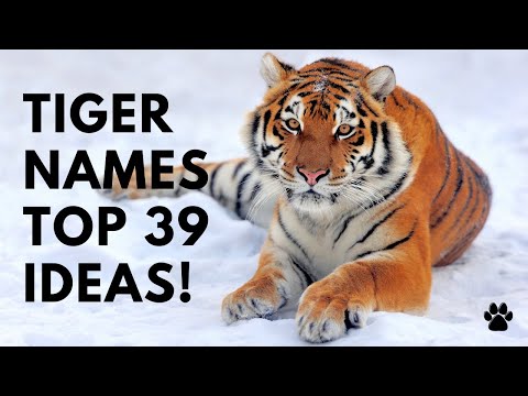 Video: Kā Nosaukt Tīģerēnu