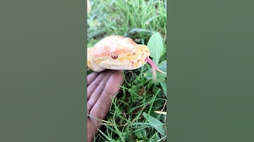 Albino Burmese python handling tips #filmora #burmesepythons #snake #filmoramobile