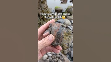 The rewards of Fossil Hunting! 🤗 #fossilhunting #fossils #shorts #coast #rock #sea #beach #ammonite