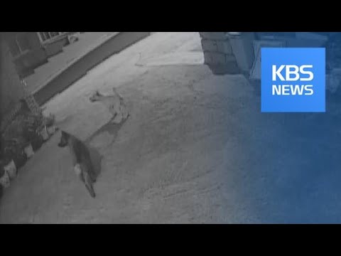 ‘<strong>들개</strong> 떼’ 느는데 마땅한 대책은 없고…“너무 불안해요” / KBS뉴스(News)