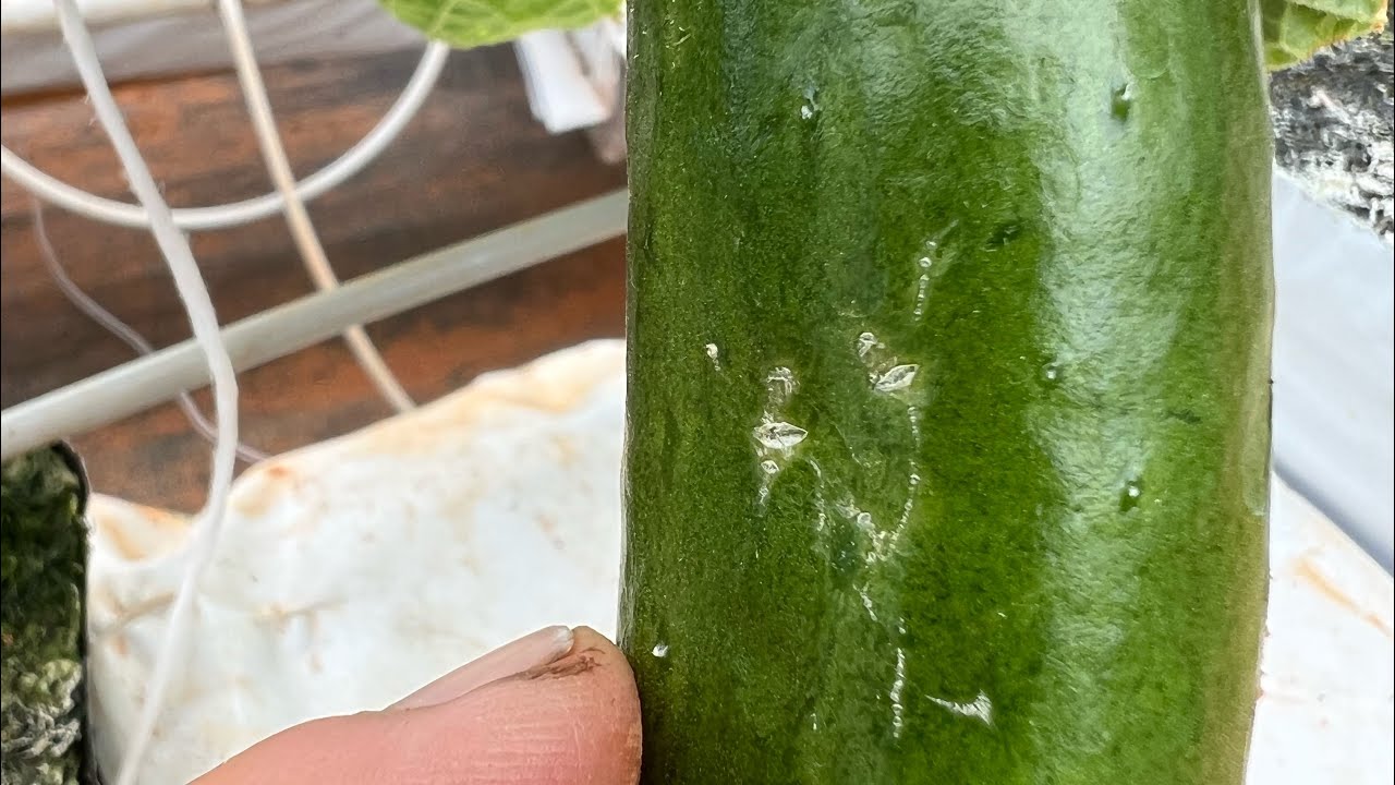This is a problem! Thrip damage on hydroponic Cumberland’s, and how I combat them organically!