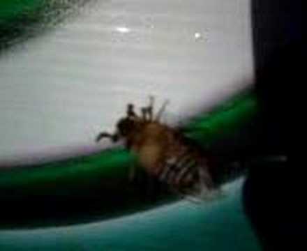 video phone beyonce mp3 Big Ol' June bug in the convenience store window