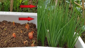 TRỒNG HÀNH - Cách TRỒNG HÀNH ĐƠN GIẢN ăn QUANH NĂM bạn nên biết