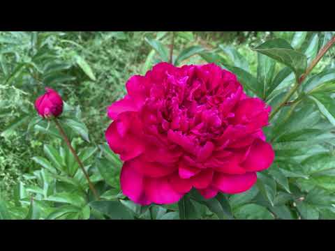 ቪዲዮ: Red Magic Peony ለአትክልትዎ ምርጥ ምርጫ ነው።