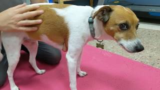Knuckling In Dogs: How To Test A Dog For Conscious Proprioception