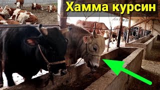 Кандай килиб тез семиртириш Уй шароитида мол бокишнинг янгича усули