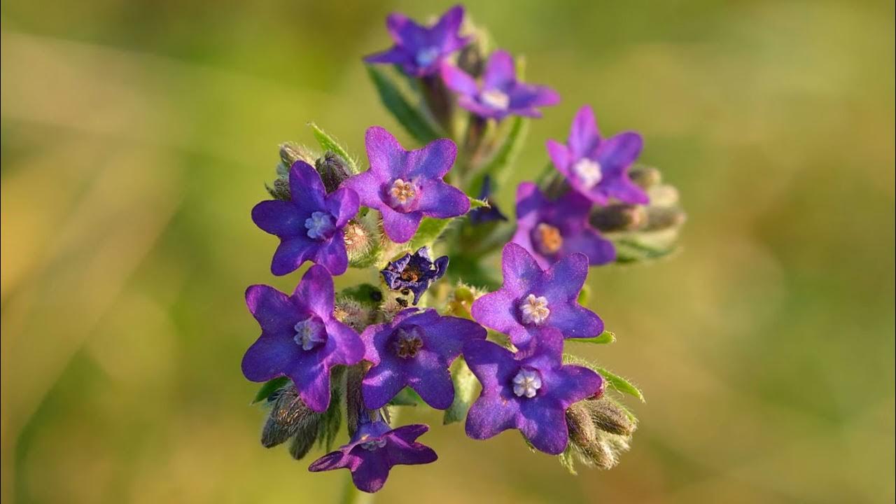 Анхуза лекарственная