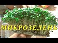 Микрозелень. Как вырастить МИКРОЗЕЛЕНЬ дома. Лучший метод.