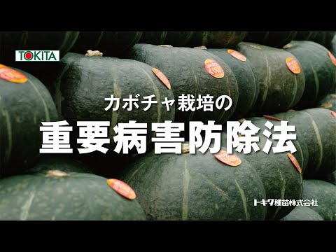 カボチャ栽培の重要病害防除法