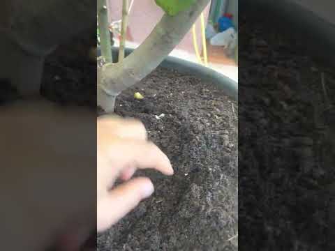 إستعمال دودة الأرض   في التسميد العضوي المستمر للأشجار