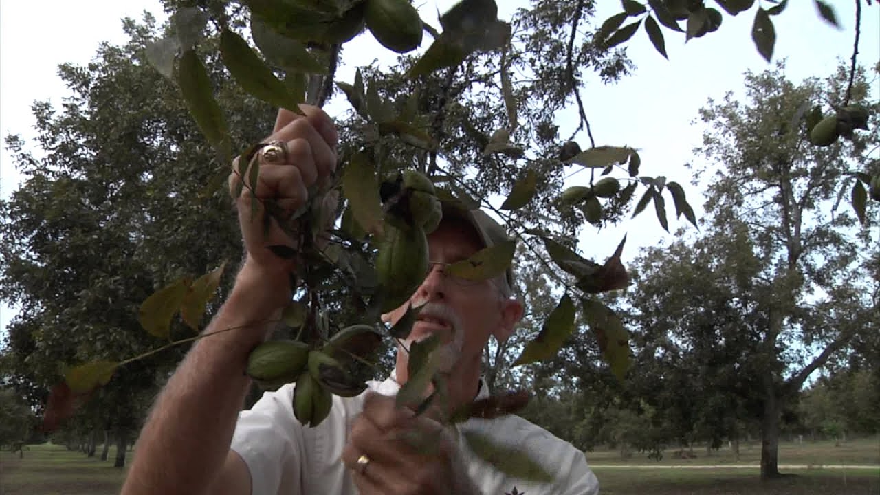 Pecans add flavor, have health benefits; International interest in pecans