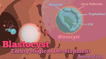 Embryological Development of the Blastocyst - 3D Animation