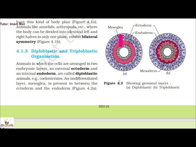 Animal Kingdom Diploblastic, triploblastic, coelom, Notochord NCERT Class  11 biology - YouTube