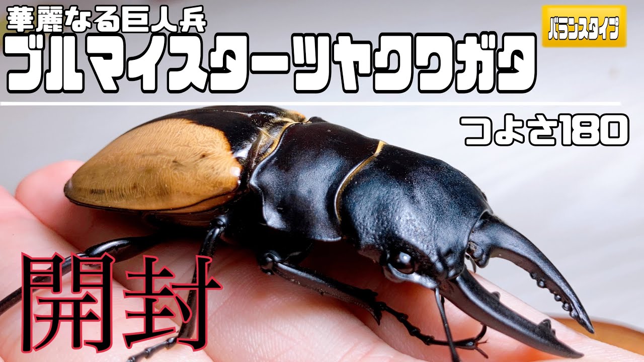 開封】ずっと内緒で飼ってたけど動画にするのを忘れてたクワガタがいま 