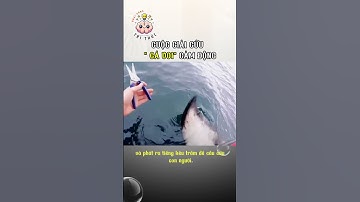 Cuộc Giải Cứu Cá Voi Cảm Động