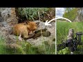 A Year of Nature & Wildlife Photography in Sweden