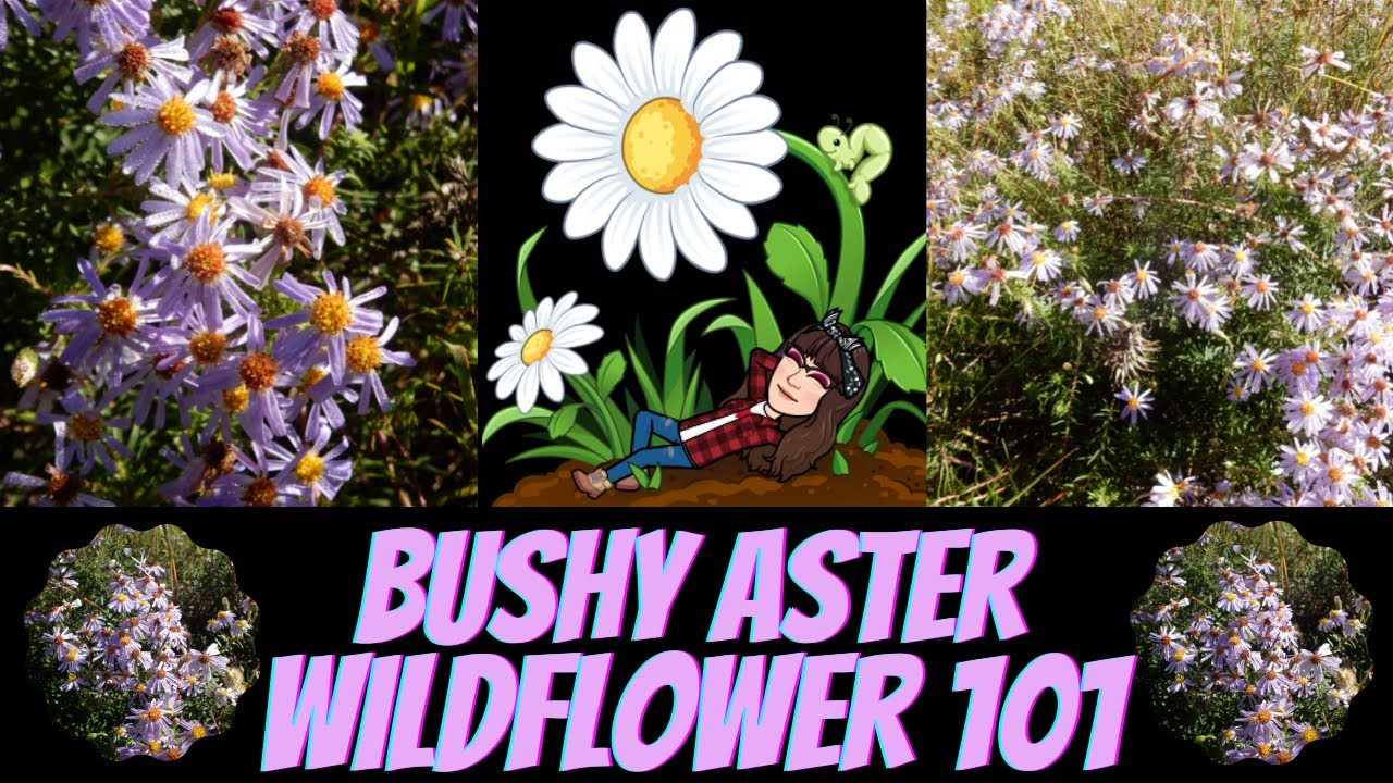 Bushy Asters ~ Symphyotrichum dumosum ~ Wildflower 101 ~ Episode 25