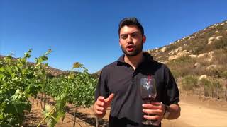 ¿Sirve de algo oler el corcho de una botella de vino?