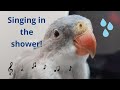 Princess parrot sings in the shower   princess parrot chirping session