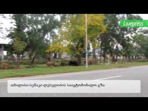 პირუტყვი ცენტრალურ ტრასებზე