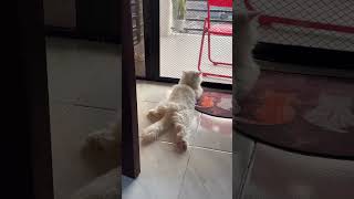 The Shih Tzu is the same size, even its paws are so chubby/fat for a dog! 😆🤣" #cat #viral #shorts