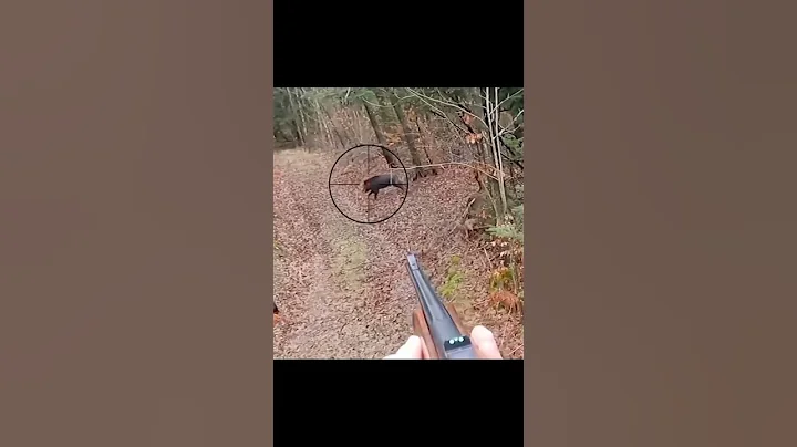 великолепный снимок дикого кабана  🐗 #cinghiale #chasse #wildboar #охота #дикий кабан#hunting