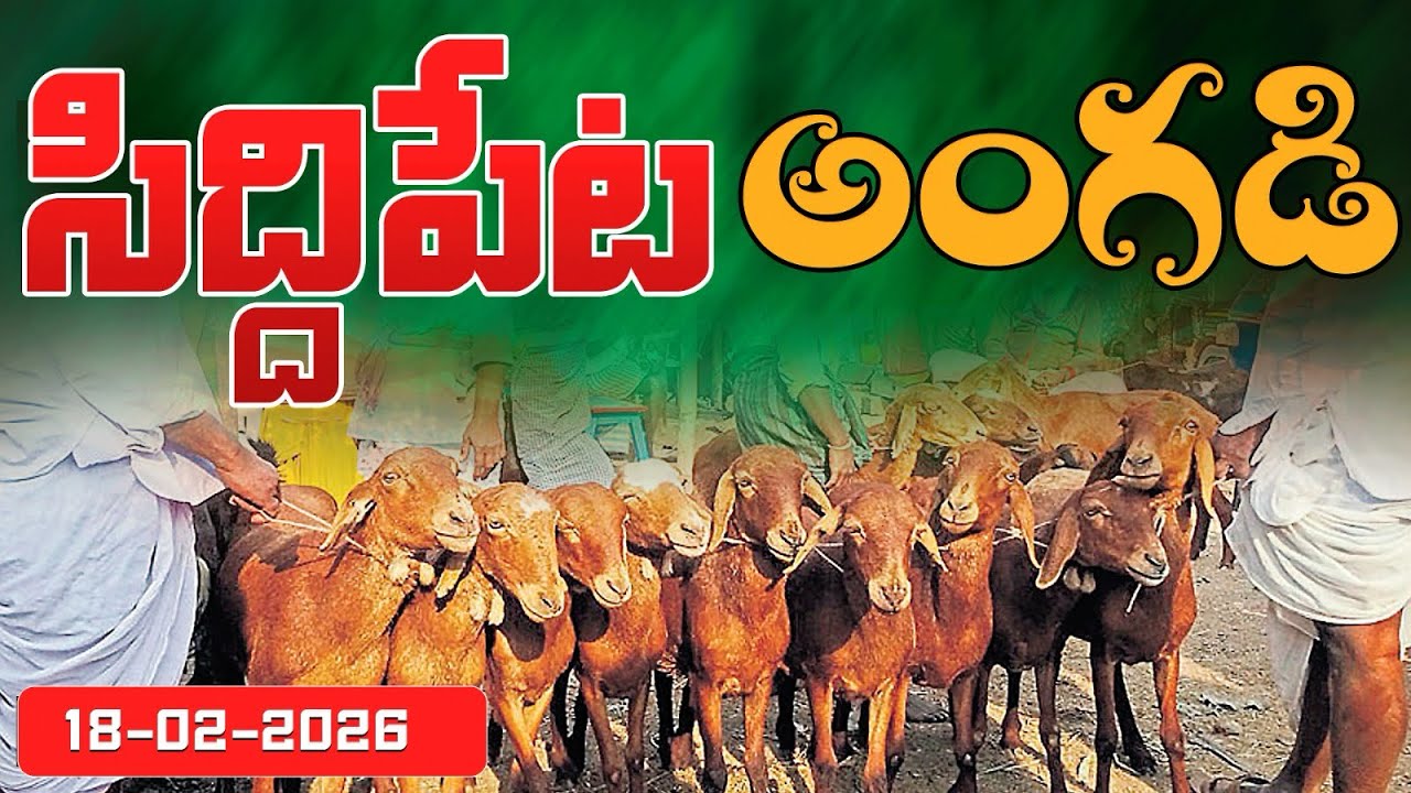 Siddipet santha Every Wednesday #farming (9949790308)