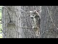 Great Horned Owl