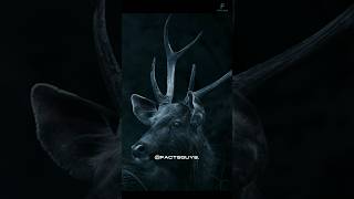 deer's horn #facts #shorts #animals