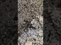 Spider vs Ant Army 😱🕷️ #shorts  #creator #ytshorts #spider #spiderfight  #song